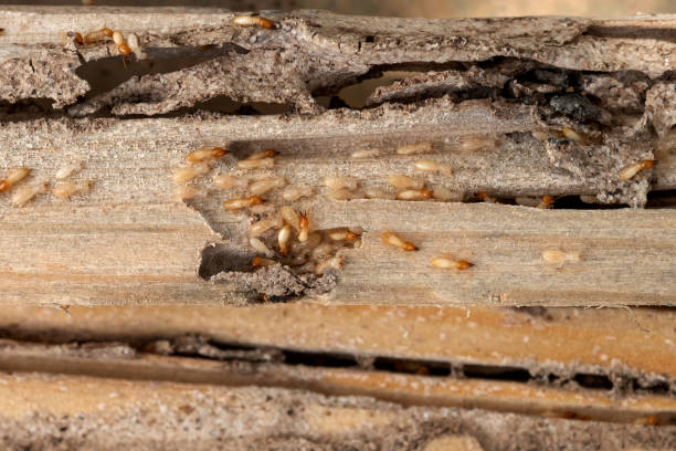 Best Rat Extermination Near Me  in Dothan, AL